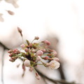 2021年03月27日_木曽川堤の桜